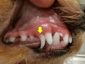 所沢 動物病院 アニマルケアガーデン椿峰 乳歯遺残について